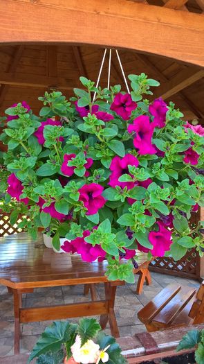 WP_20160529_11_22_40_Pro