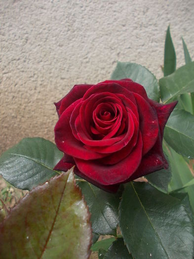 DSCN8512 - trandafiri