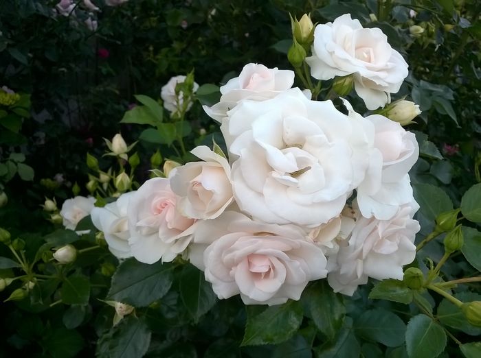 Aspirin Rose - 0 Top trandafiri shrub 120cm-150cm