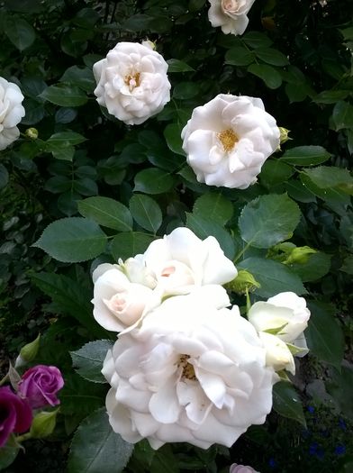 WP_20160528_279