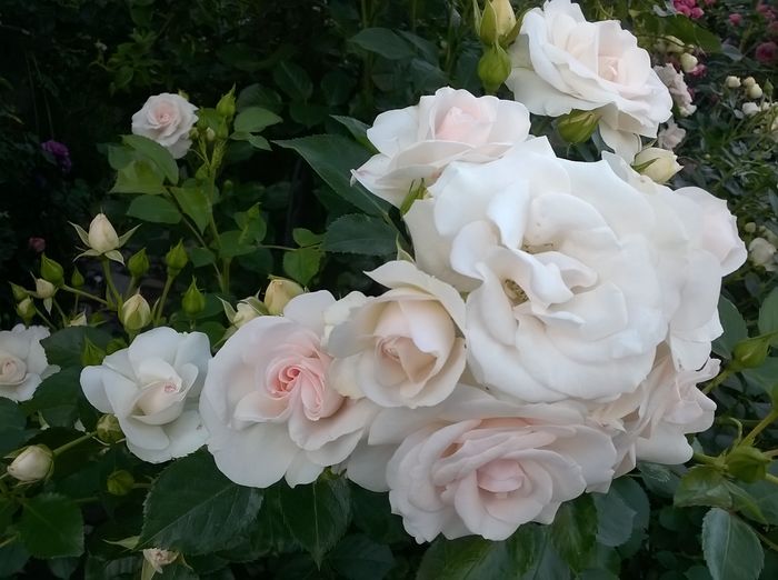 WP_20160528_282 - Aspirin Rose