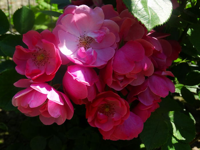 DSC08313 - TRANDAFIRI