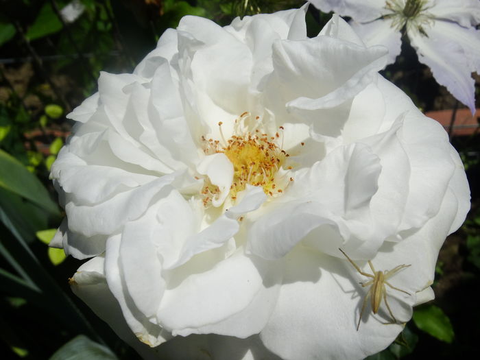 DSC08320 - TRANDAFIRI