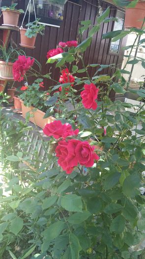 20160529_104118