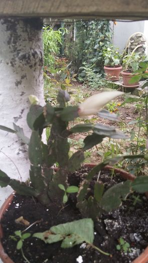 20160529_190622 - Flori 2016