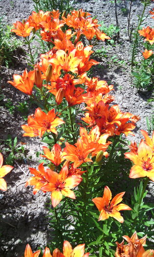 IMG_20160529_122513[1] - crini de gradina