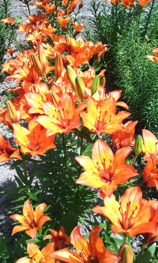 IMG_20160529_122830[2] - crini de gradina