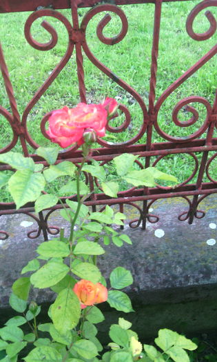 IMG_20160527_191231[1] - Trandafiri in gradina mea