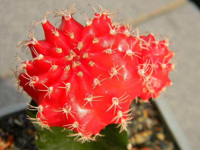 Gymno rosu 2 - altoit pe Hylocereus