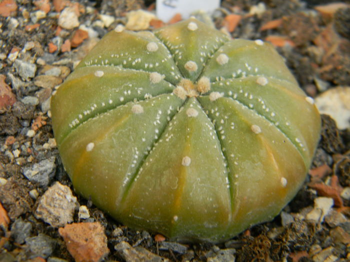 DSCN6875 - Genul Astrophytum