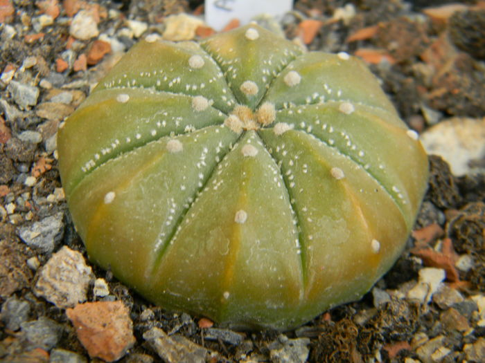 DSCN6876 - Genul Astrophytum