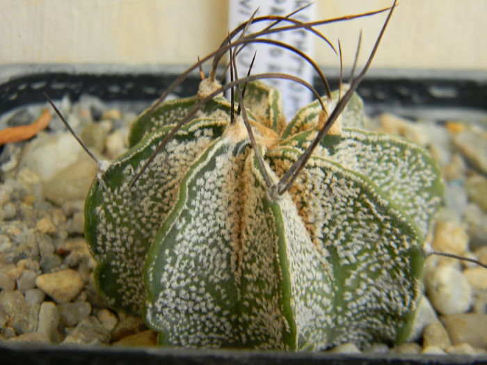 DSCN6877 - Genul Astrophytum