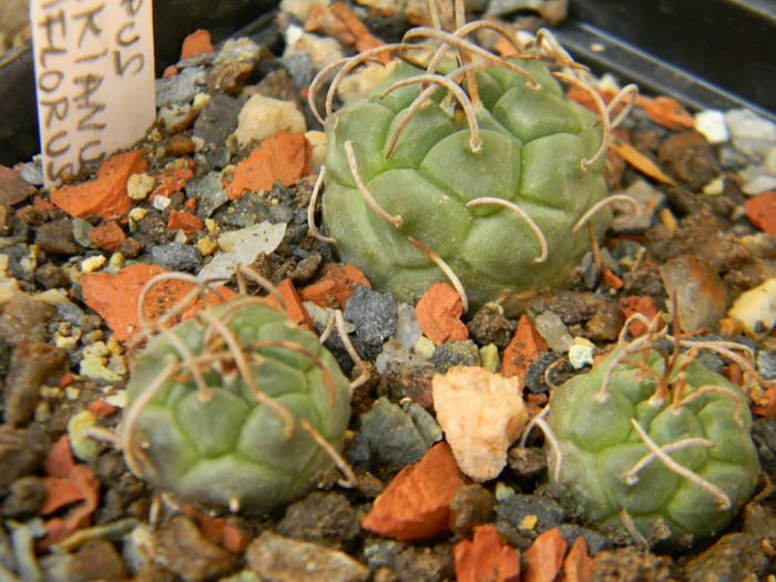 T. schmiedickeanus ssp. rubriflorus