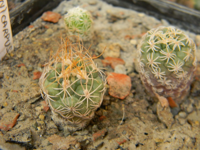 Turbinicarpus pseudomacrochele