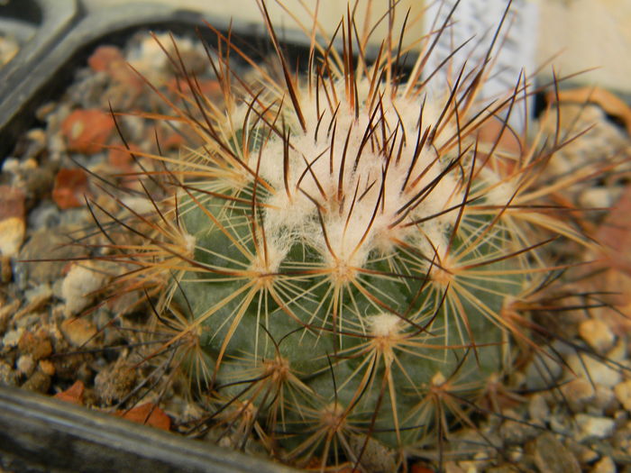 Turbinicarpus viereckii ssp. neglectus