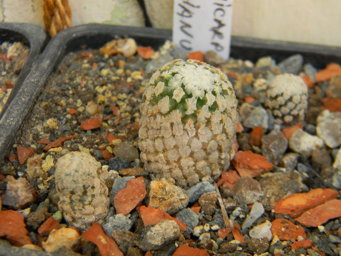 Turbinicarpus valdezianus