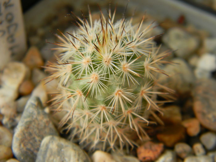 Turbinicarpus viereckii ssp. major