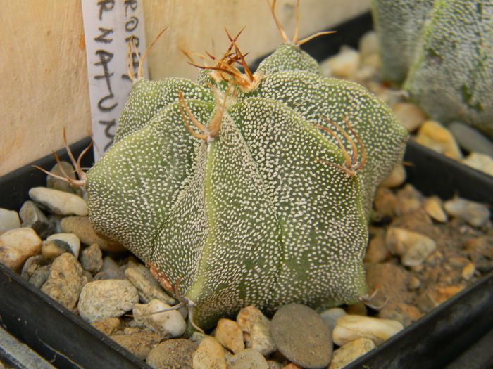 DSCN6887 - Genul Astrophytum