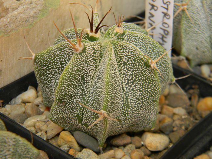 DSCN6889 - Genul Astrophytum