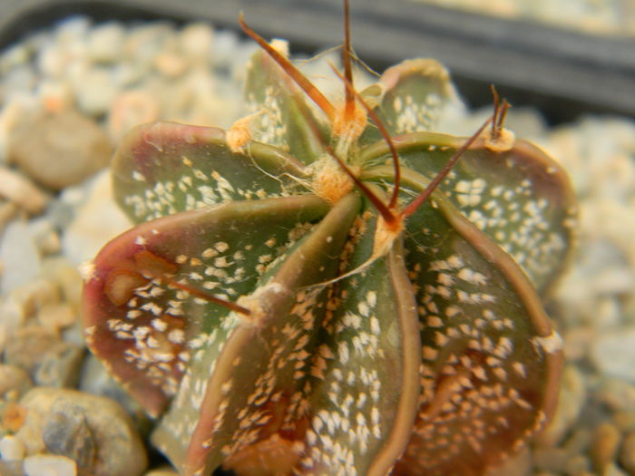 DSCN6897 - Genul Astrophytum