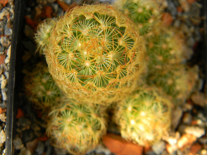 DSCN6899 - Genul Mammillaria