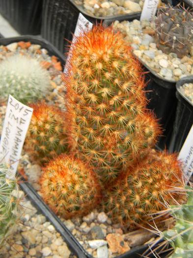 DSCN6900 - Genul Mammillaria