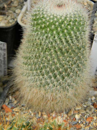 DSCN6901 - Genul Mammillaria