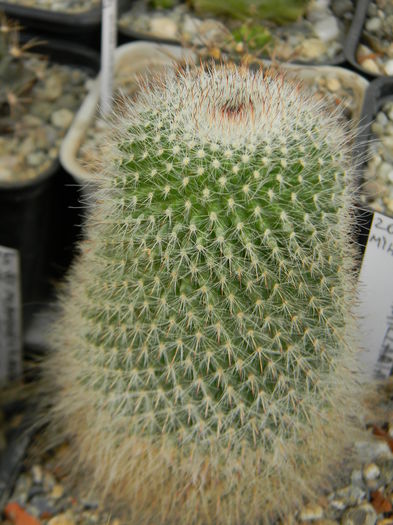 DSCN6902 - Genul Mammillaria