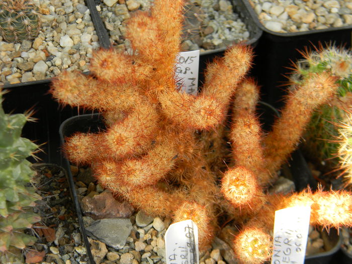 DSCN6905 - Genul Mammillaria