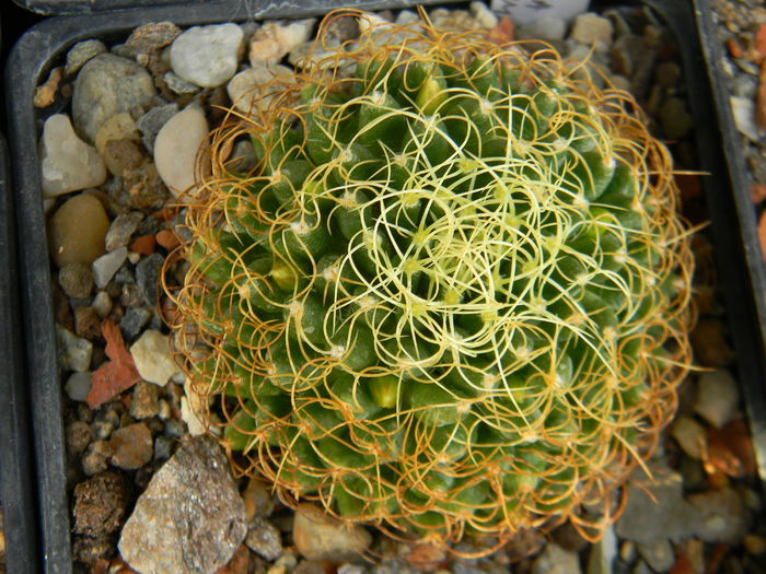 DSCN6915 - Genul Mammillaria
