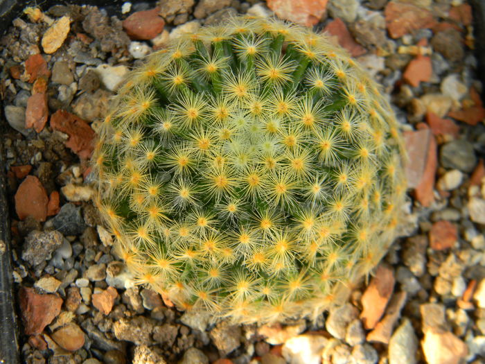 DSCN6916 - Genul Mammillaria