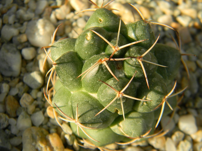 Coryphantha maiz-tablasensis - Genul Coryphantha