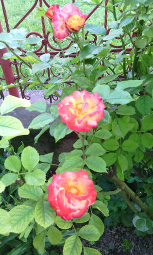 IMG_20160529_193645[1] - Trandafiri in gradina mea