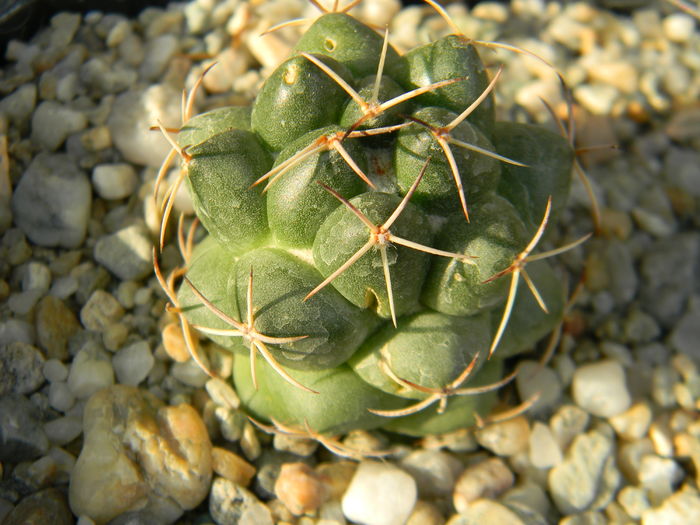 DSCN6925 - Genul Coryphantha