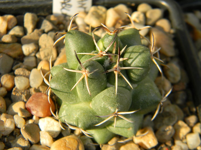 Coryphantha maiz-tablasensis - Genul Coryphantha