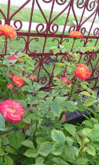 IMG_20160529_193700[1] - Trandafiri in gradina mea