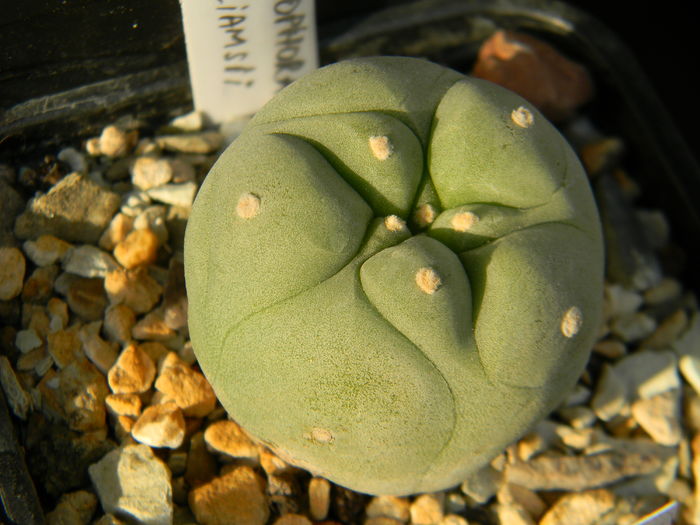 Lophophora williamsii 2