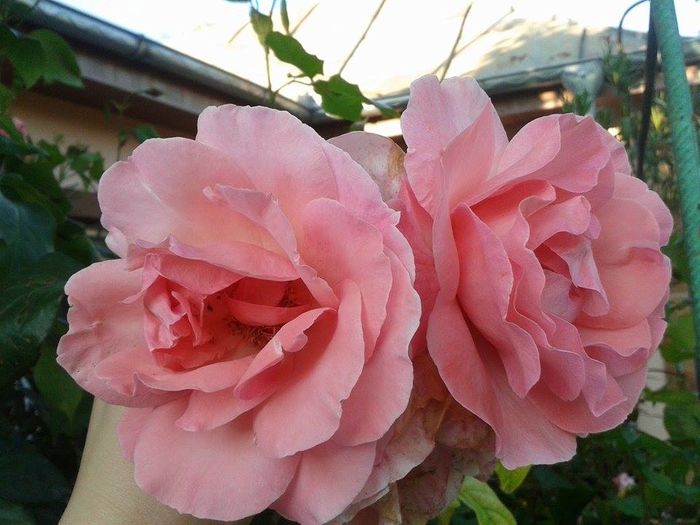 13293080_1049795945093181_1560118147_n - floricele ingrijite de mama