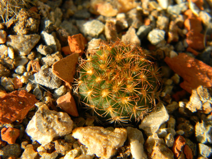 Frailea pygmea v. pulcherrima - Genul Frailea