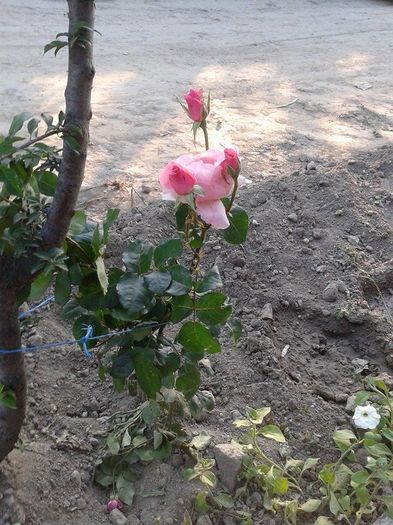 13295198_1049795061759936_894332467_n - floricele ingrijite de mama