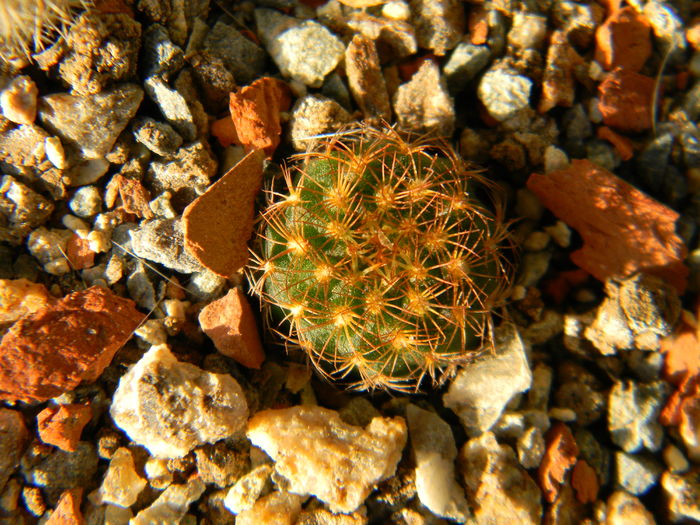 Frailea pygmea v. pulcherrima - Genul Frailea