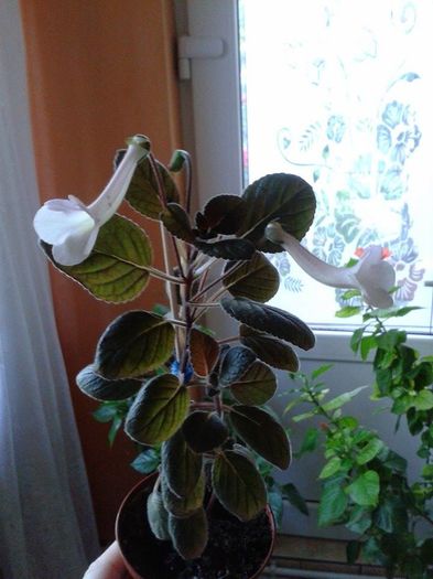 infloreste continuu !