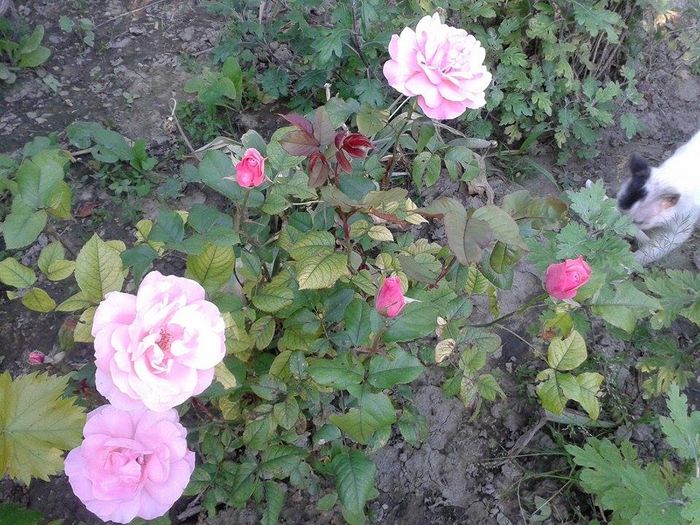 13318756_1049795605093215_692040754_n - floricele ingrijite de mama