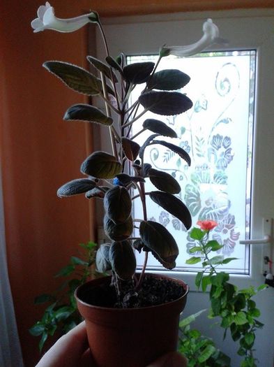 Multumesc din suflet Mery