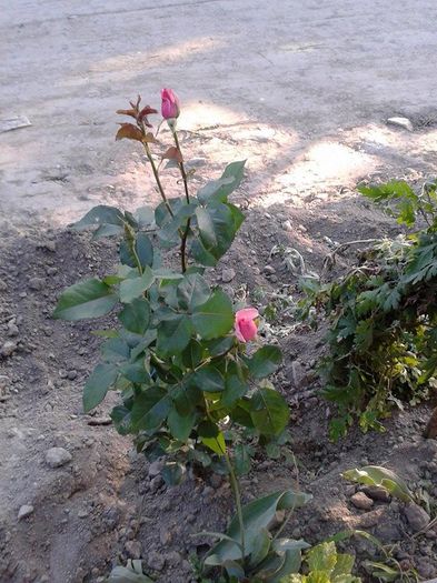 13329645_1049795321759910_320177695_n