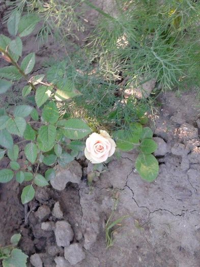 13329797_1049795648426544_389883634_n - floricele ingrijite de mama