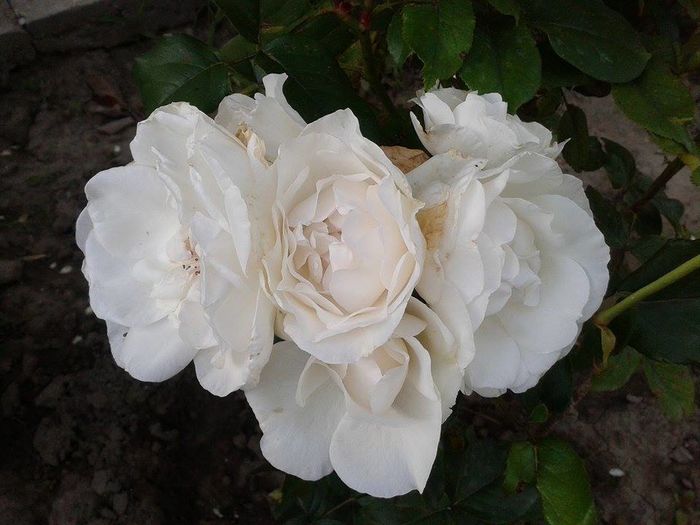 13329852_1049795871759855_1077139036_n