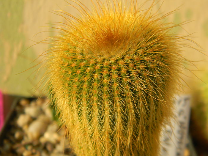 Eriocactus leninghausii - Genul Notocactus-Parodia