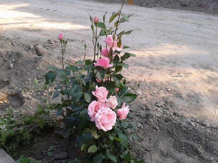 13330256_1049795478426561_116628888_n