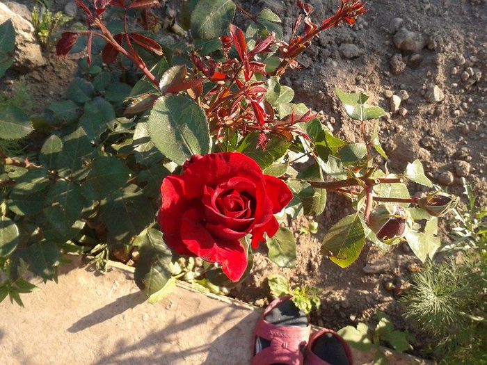 13330258_1049795421759900_777957346_n